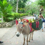 Donkey on the path to Dunn River Falls